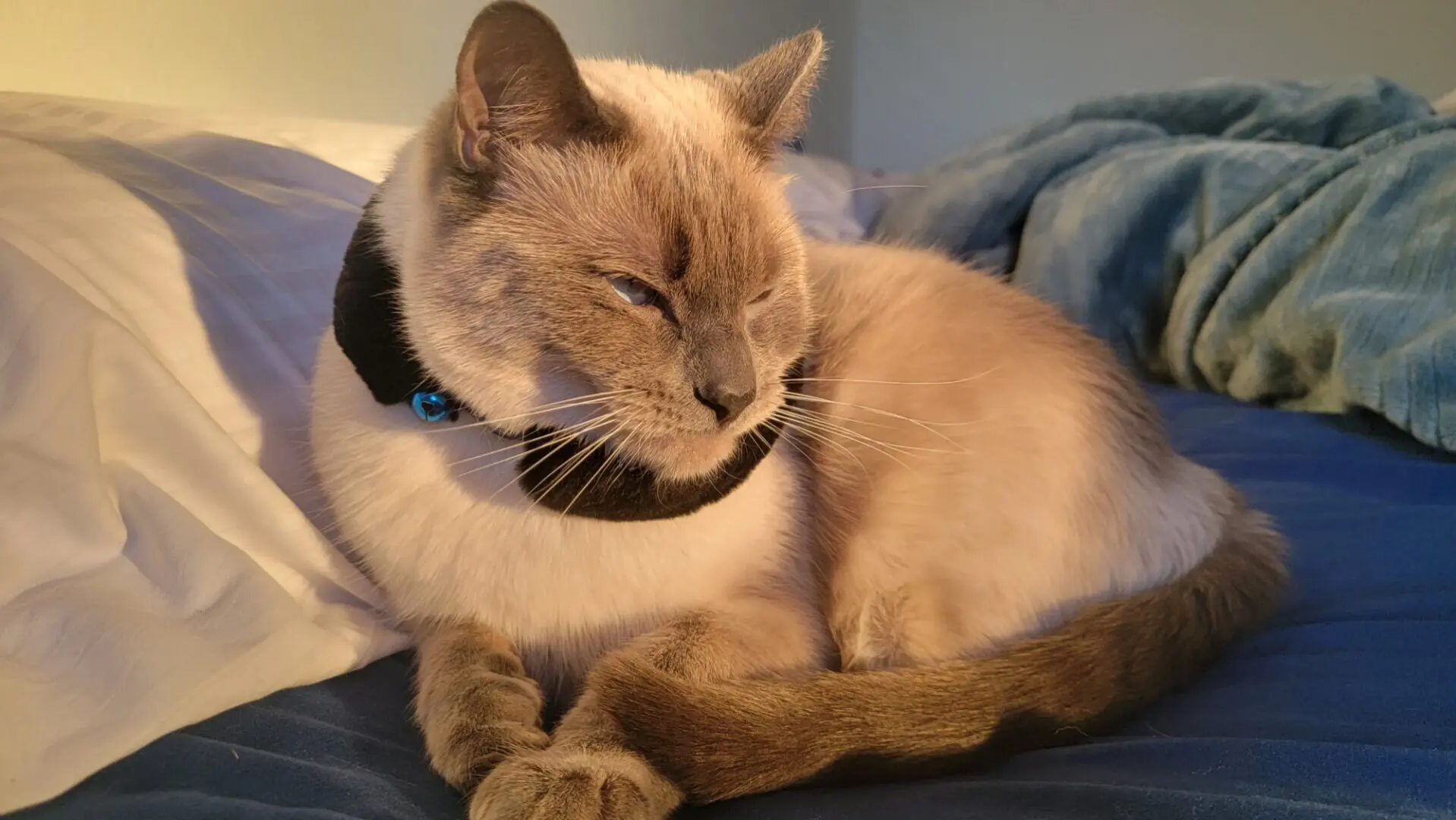 siamese cat wearing collar