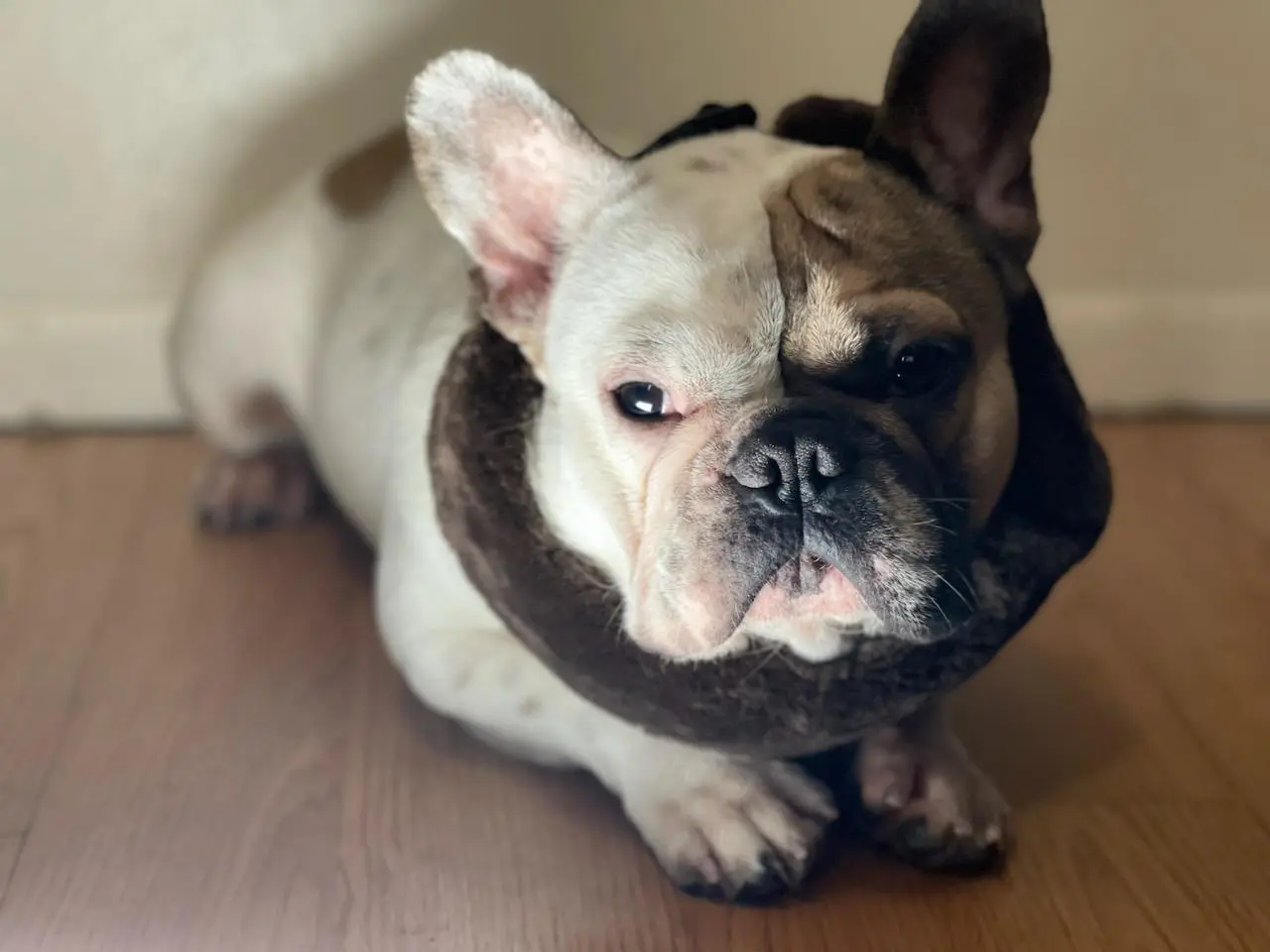 french bulldog wearing collar