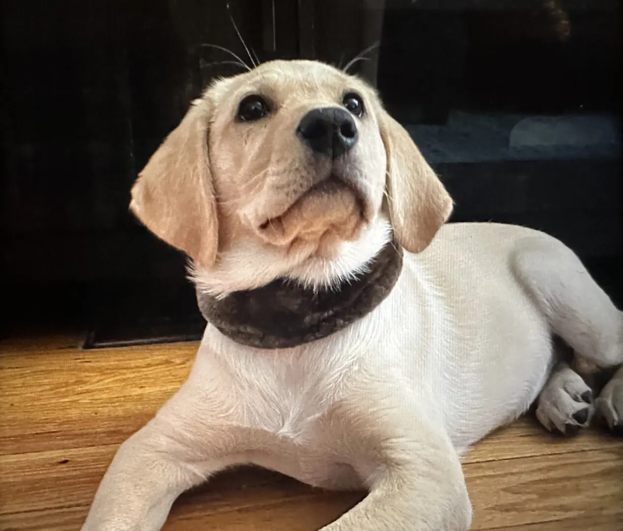 labrador wearing collar