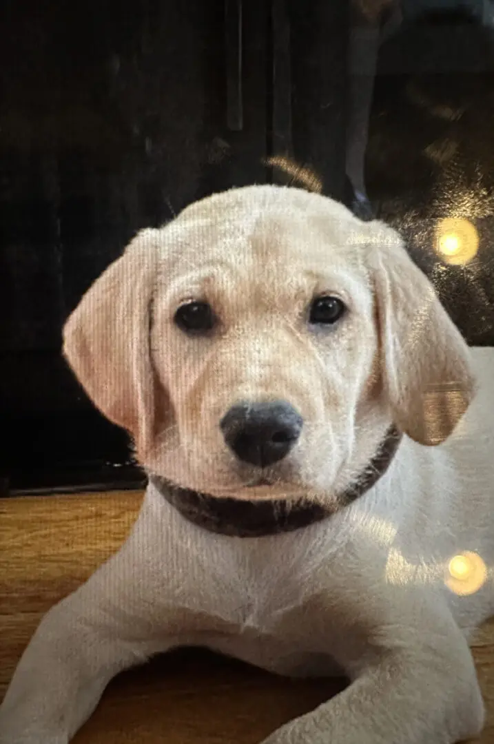 labrador wearing collar